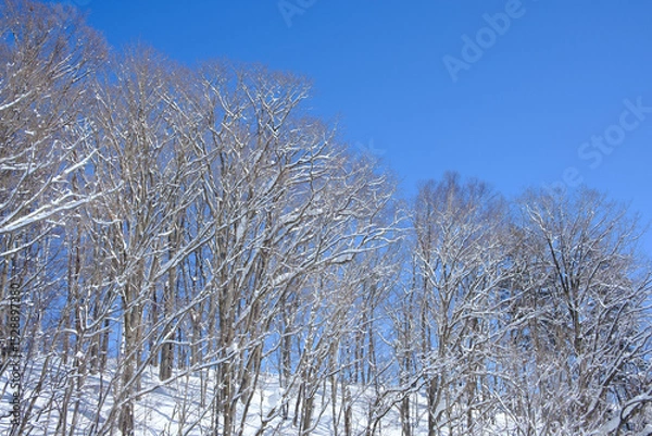 Fototapeta 冬の富良野美瑛の雪景色