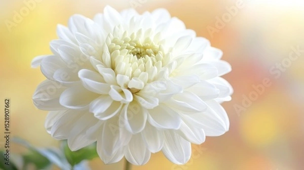 Fototapeta 66.A close-up image of a pure white flower standing alone, its intricate petal structure illuminated by natural light, with a softly blurred earthy backdrop.