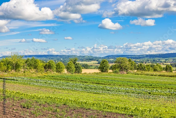 Obraz Growing healthy vegetables in the countryside