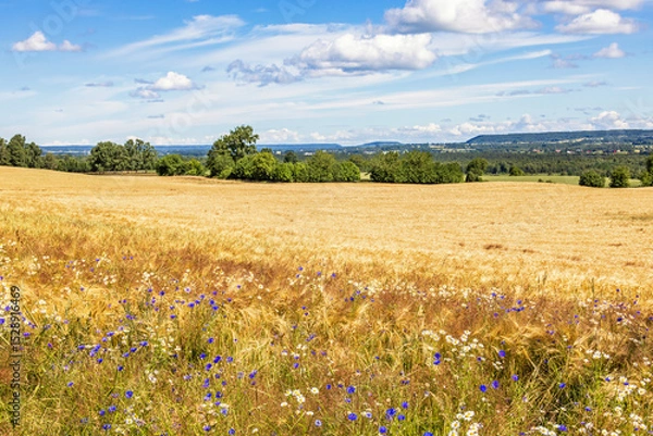 Obraz Wild flowers at the edge of a cornfield