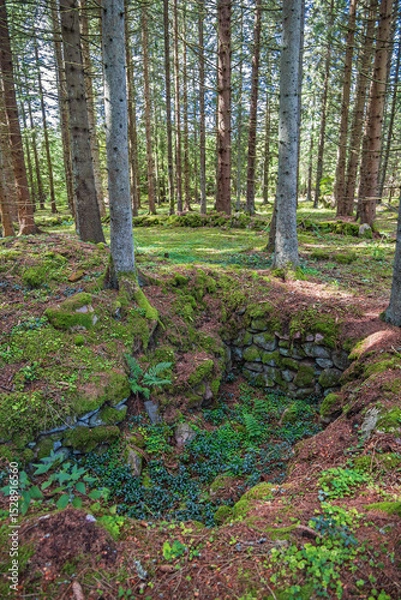Obraz Old ruin in a pit by a coniferous forest