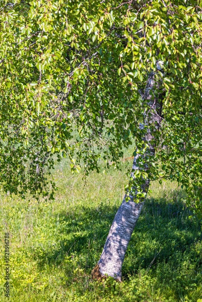 Obraz Lush green birch tree on a meadow