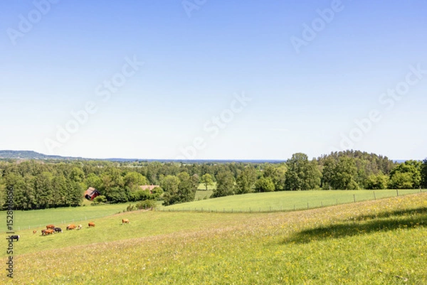 Obraz Grass meadow with grazing cattle in the summer