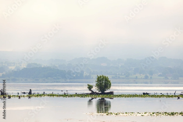 Obraz Tree in the water at a flooded lake