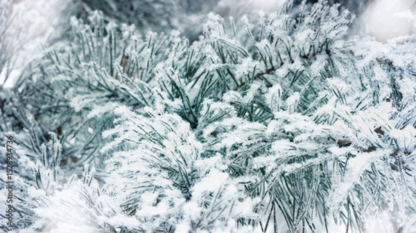 Obraz Pine tree branches with snow in winter, Snow-Covered Fir Branch Close-Up with snowflakes, blue green gradient colored nature banner, aesthetic wintry landscape, natural scene with soft, icy hues
