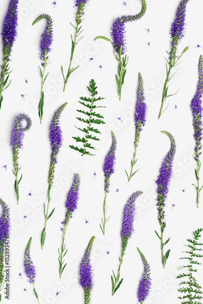 Obraz Natural blooming Purple flowers with green leaves as trend linear pattern on white background, minimal style aesthetic top view photo. Beautiful still life with wild field flower Veronica