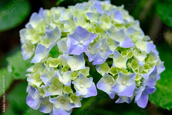 Obraz 青いアジサイの花房クローズアップ