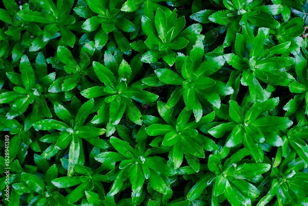 Obraz グランドカバープランツの若葉と緑のグラデーション（クローズアップ）
