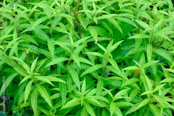 Obraz ベトナムコリアンダーの鮮やかな葉（クローズアップ）