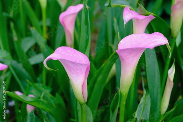 Obraz 雨に濡れるピンク色のカラーの花