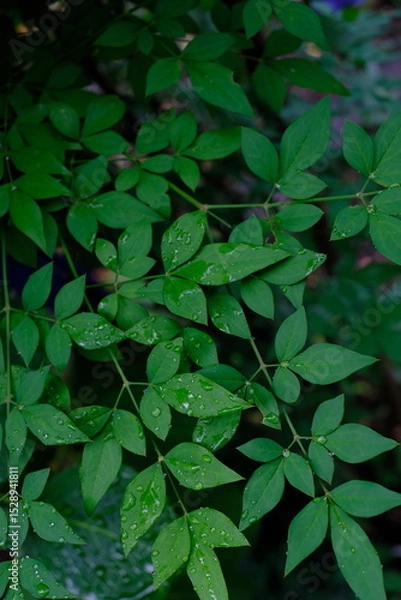 Obraz ナンテンの葉と雨粒のアップ
