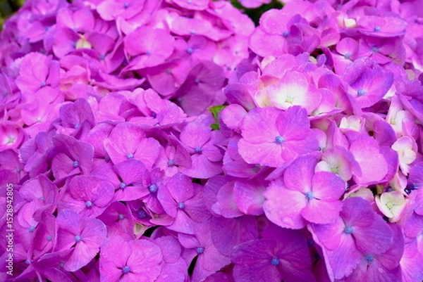 Obraz 全面紫色のアジサイの花房（クローズアップ）