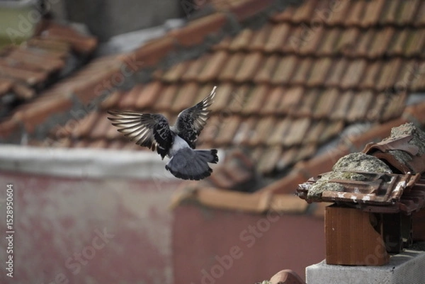 Obraz Türkische Taube