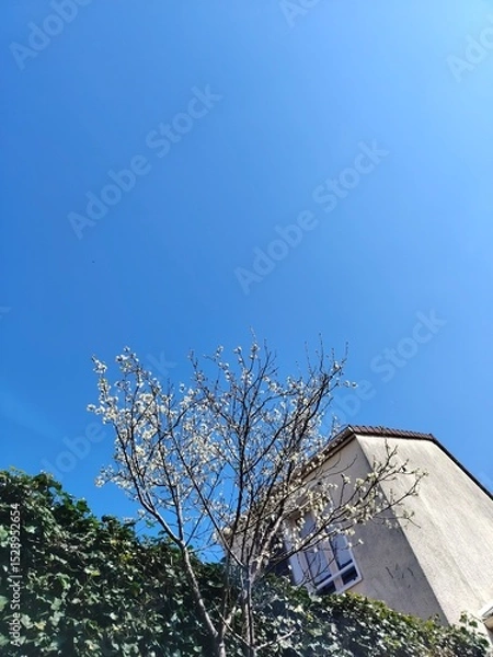 Fototapeta Artistic low angle shot of a white cherry blossom tree and a french house on blue sky background during a sunny day of summer spring