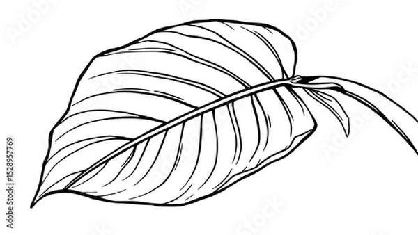 Fototapeta Large stylized tropical leaf (monstera or banana leaf) drawn in one continuous line.