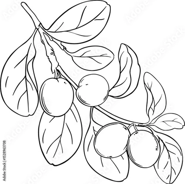 Obraz Ximenia Branch with Fruits and Leaves Outline Illustration
