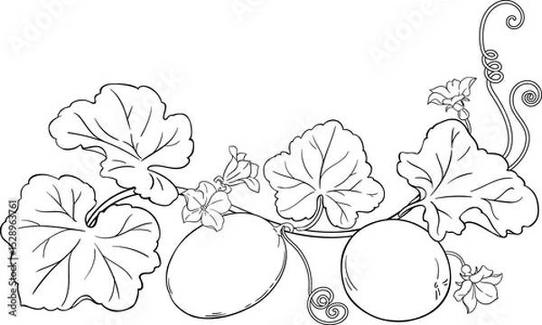 Obraz Melon Plant with Fruit Outline Illustration