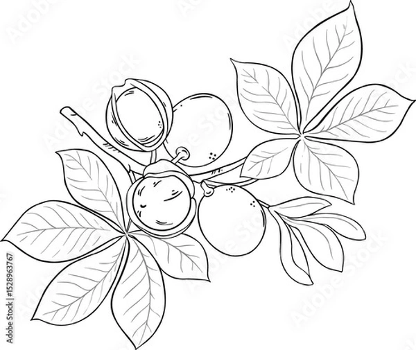 Obraz Mongongo Branch with Flowers Nuts and Leaves Outline Illustration.
