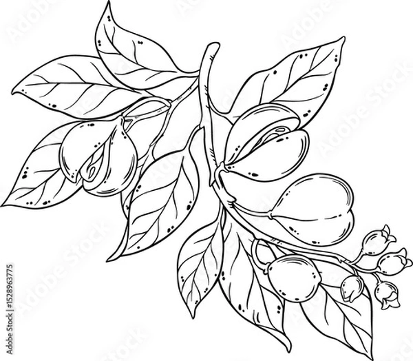 Obraz Nutmeg Branch with Flowers Nuts Outline Illustration. Organic natural nutritional healthy food ingredient, vegetarian diet product.
