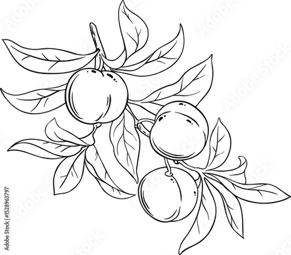 Obraz Peach Fruits on Branch  Outline Illustration.