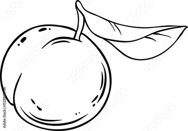 Obraz Peach Fruit Outline Illustration.
