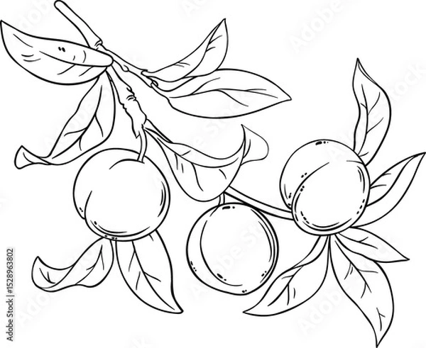 Obraz Peach Fruits on Branch  Outline Illustration.