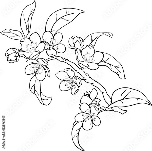 Obraz Peach Flowers on Branch  Outline Illustration.
