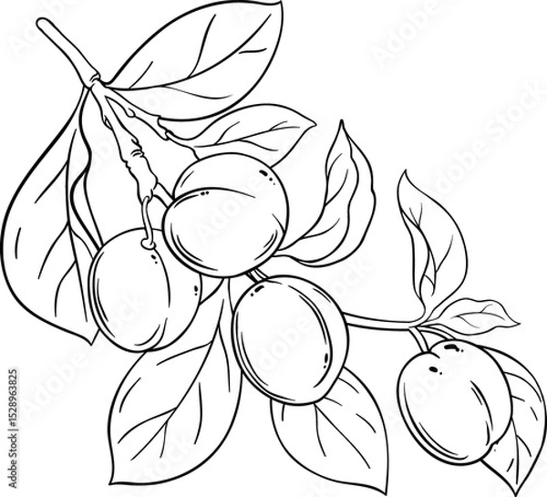 Obraz Plum Fruit Branch Outline Illustration.
