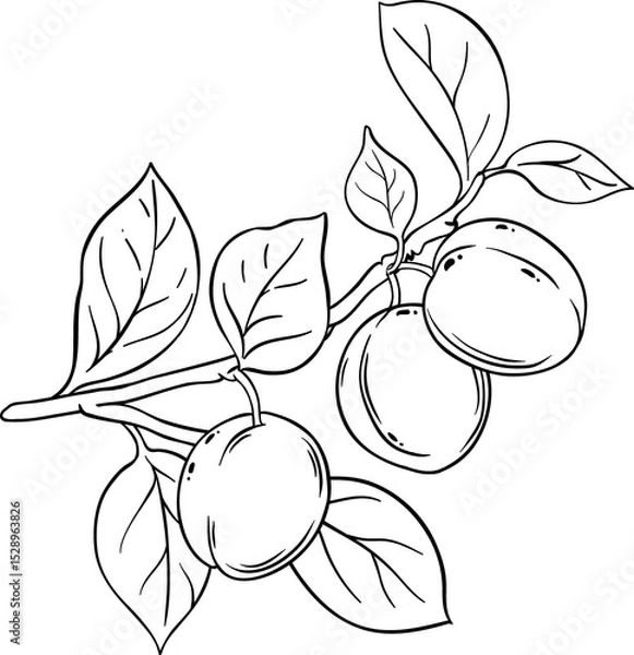 Obraz Plum Fruit Branch Outline Illustration.
