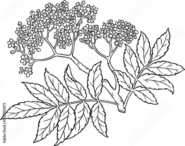 Obraz Rowan Branch with Flowers and Leaves Outlibe Illustration.
