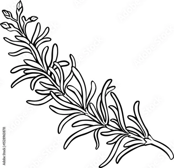 Obraz osemary Branch with Leaves Outline Illustration. Essential oil ingredient for cosmetics, spa, aromatherapy. Organic natural nutritional spice.
