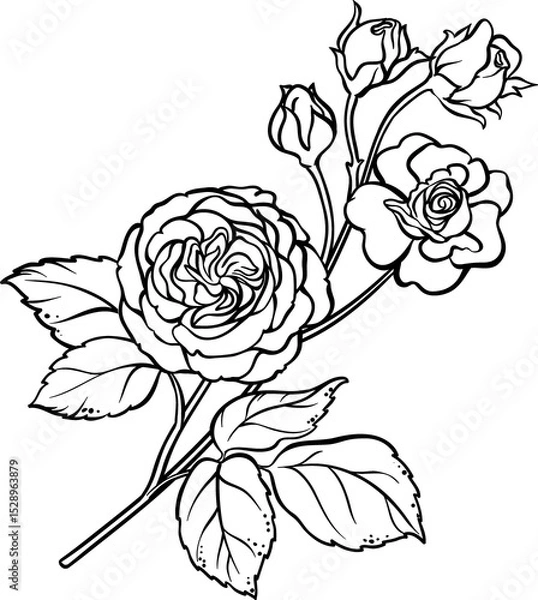 Obraz Rose Branch with Flowers and Leaves Outline Illustration.
