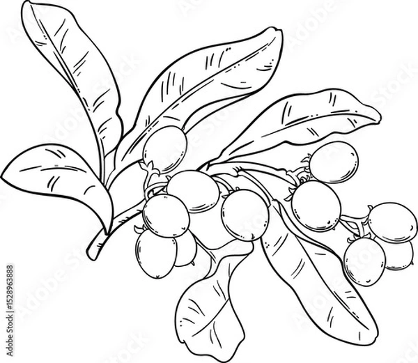 Obraz hea Branch with Nuts and Leaves Outline Illustration. Ingredient for cosmetics, spa, aromatherapy, health care, alternative medicine.

