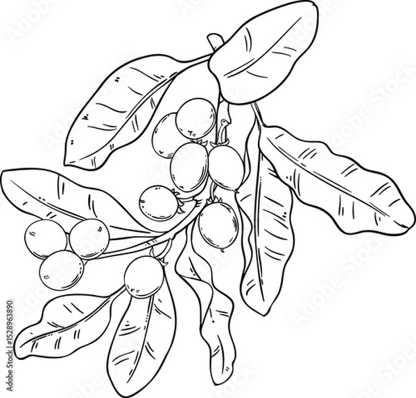 Obraz hea Branch with Nuts and Leaves Outline Illustration. Ingredient for cosmetics, spa, aromatherapy, health care, alternative medicine.
