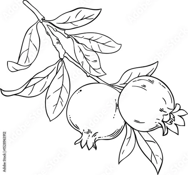 Obraz Pomegranate Branch with  Fruits  Outline Illustration
