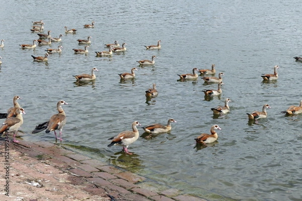 Fototapeta Nilgaense