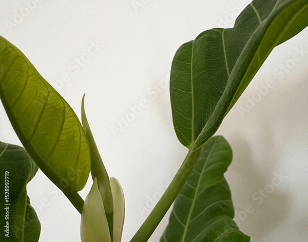 Fototapeta Sprouting tip of a rubber tree, young green leaves