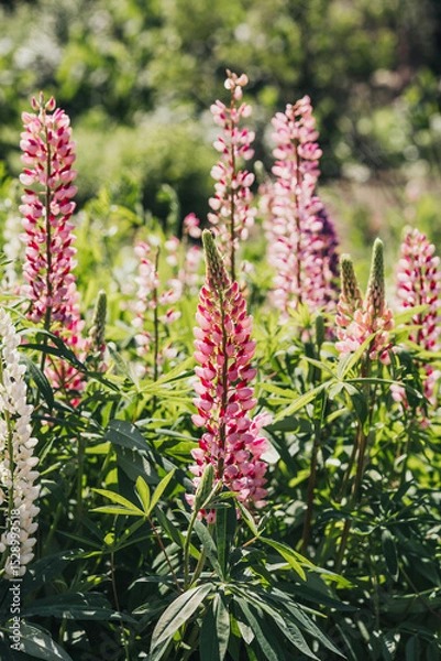 Fototapeta Beautiful lupine flowers blooming in a sunny garden