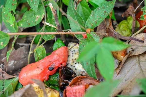 Obraz Rotting Tropical Fruits with Insects and Mold on Forest Floor in Natural Environment — Organic Decomposition, Biodiversity, Ecology