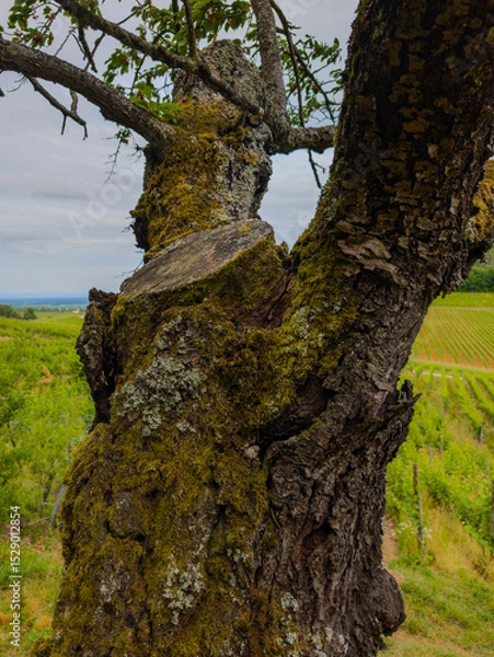 Fototapeta Patrimoine naturel d’Alsace : un tronc noueux à l'écorce marquée, un cerisier remarquable du piémont viticole, CEA, Grand Est, France