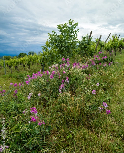 Fototapeta Pois de senteur : plante auxiliaire et engrais vert en viticulture durable