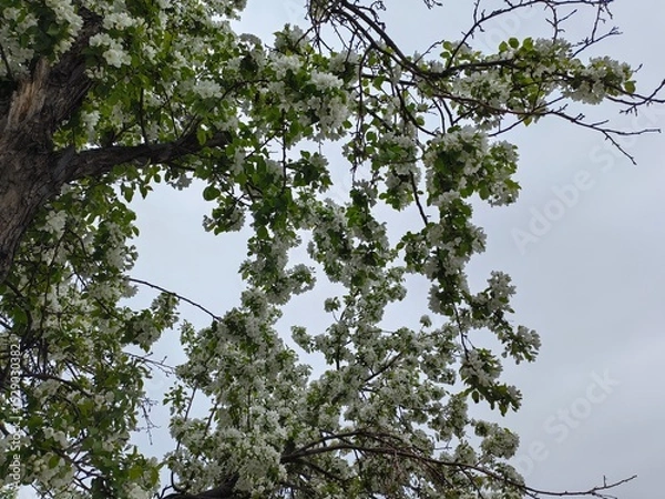 Obraz blossoming apple tree, apple tree in bloom, beautiful white apple tree flowers, apple tree blossom in spring