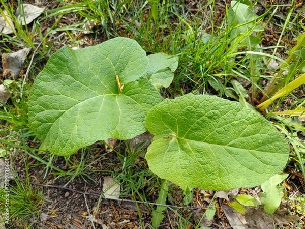 Obraz burdock plant in grass, two young paired burdock leaves, alternative medicine