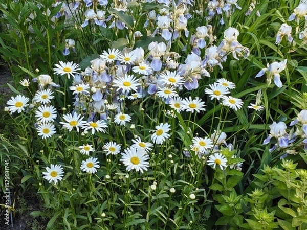 Obraz Beautiful daisies in the garden, white daisies in a field