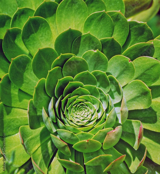 Obraz Echeveria cactus