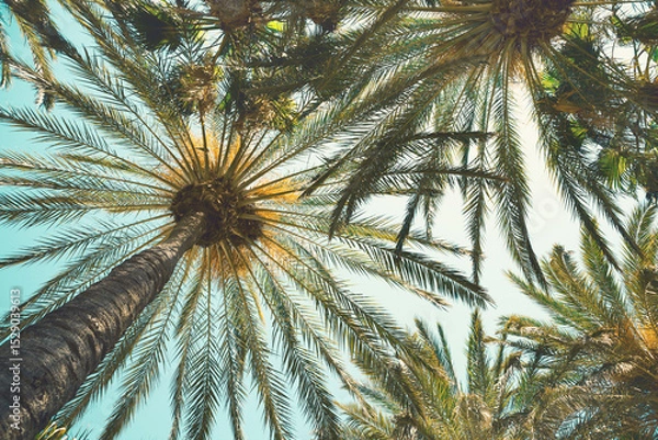 Fototapeta Palm trees on a tropical beach against a blue sky.  Low Angle View. Toned image