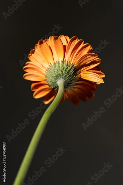 Fototapeta Close-up of an Orange Gerbera Daisy Flower