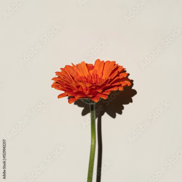 Fototapeta Single Orange Gerbera Flower with Shadow