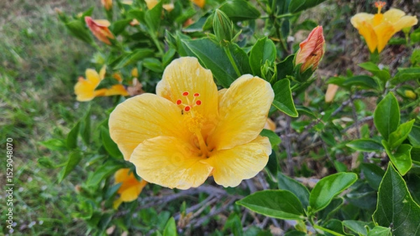 Fototapeta This stunning yellow Hibiscus (Hibiscus rosa-sinensis) is just as beautiful as its famous red counterpart. Its vibrant hue adds magnificent charm, proving nature's diverse beauty.