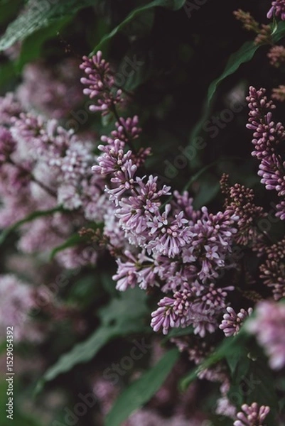 Obraz lilac flowers in the garden